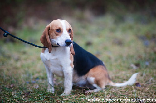 Blair (beagle)