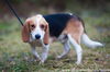 Blair (beagle)