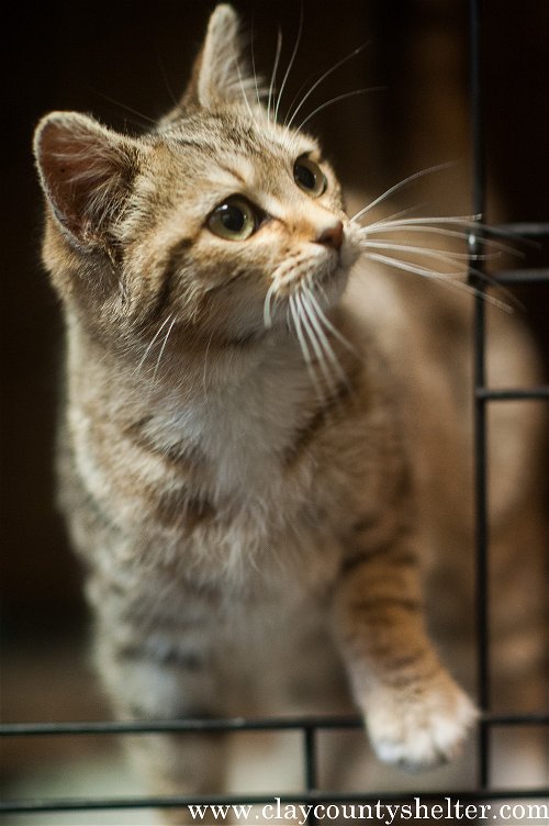 Fawn Kitten