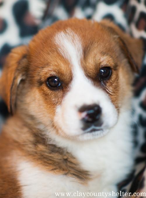 Border Collie Cross Pups Tan/White