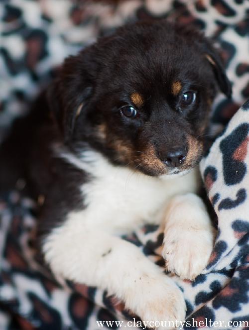 Border Collie Cross- Henson