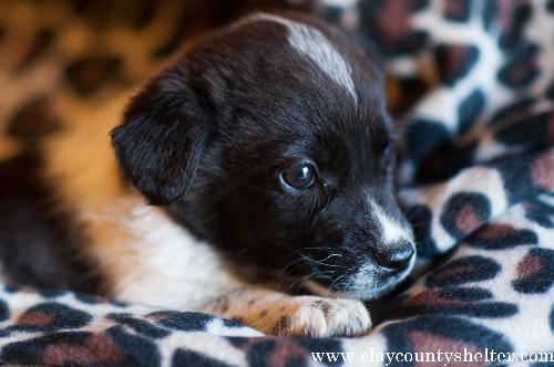 Border Collie Cross- Vandaveer