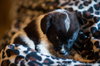 Border Collie Cross- Vandaveer