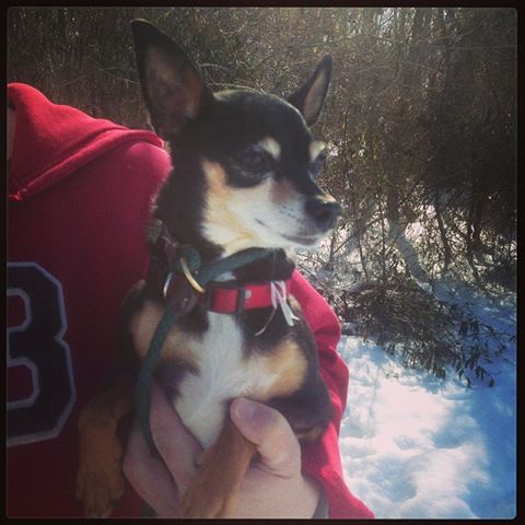 Peppy (Chihuahua)