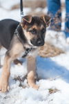 Mya