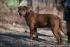 Brutus