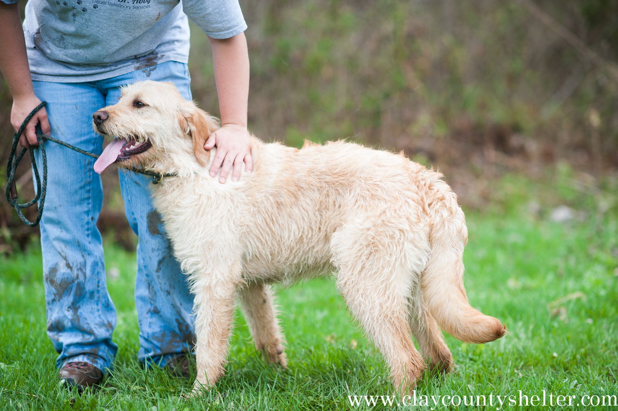 Blonde labradoodle sale