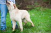 Wheatin (blonde labradoodle cross)