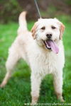 Wheatin (blonde labradoodle cross)