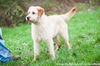 Wheatin (blonde labradoodle cross)