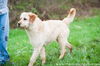 Wheatin (blonde labradoodle cross)