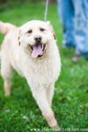 Wheatin (blonde labradoodle cross)