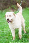 Wheatin (blonde labradoodle cross)