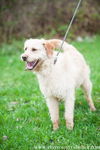 Wheatin (blonde labradoodle cross)