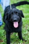 Buck (black labradoodle cross)