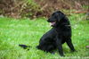 Buck (black labradoodle cross)