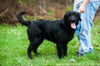 Buck (black labradoodle cross)