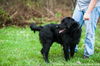 Buck (black labradoodle cross)