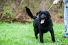 Buck (black labradoodle cross)