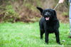 Buck (black labradoodle cross)
