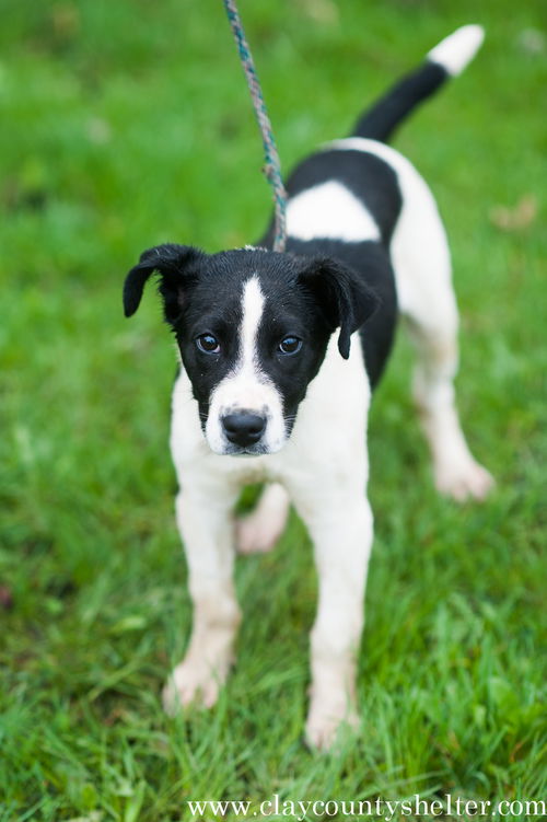 Zuko (Black/White Pup)