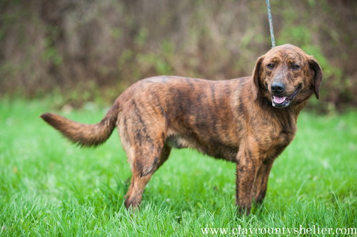 Bo (golden mix)