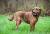 Bo (golden mix)