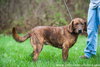 Bo (golden mix)
