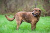 Bo (golden mix)