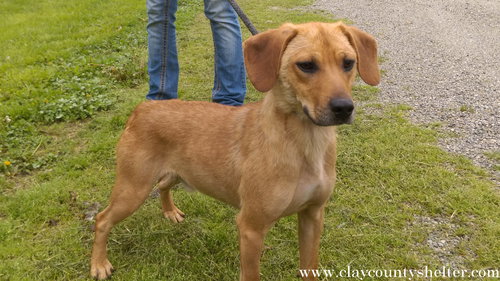 Booker (lab/terrier mix)