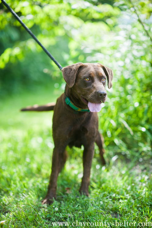 Mitzi (choc. lab)