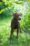 Mitzi (choc. lab)