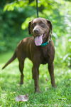 Mitzi (choc. lab)