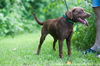 Mitzi (choc. lab)