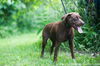 Mitzi (choc. lab)