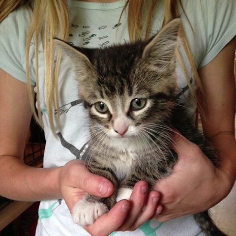Mouse