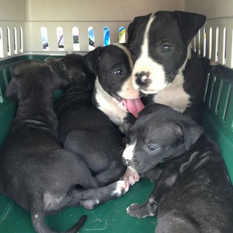 Pitbull/Great Dane Cross Pup