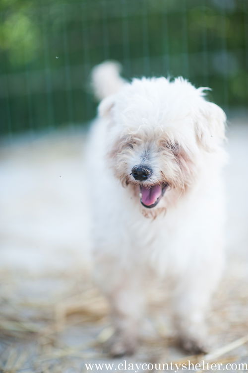 Gidget