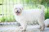 Gidget