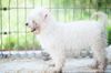 Gidget