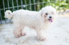 Gidget