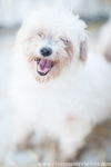 Gidget