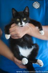 Sylvester