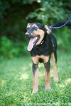 Sheena