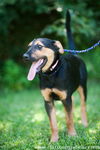 Sheena