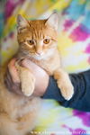 Ginger