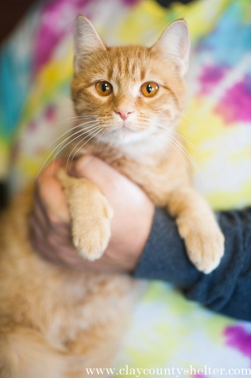 Ginger