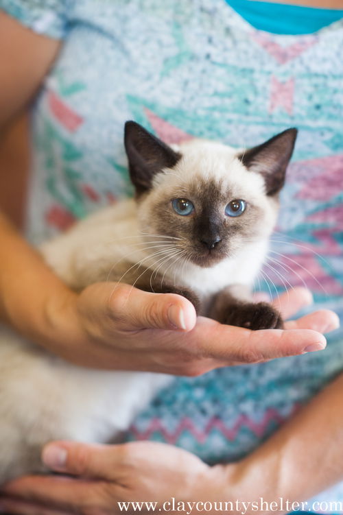 Siamese Jackson litter