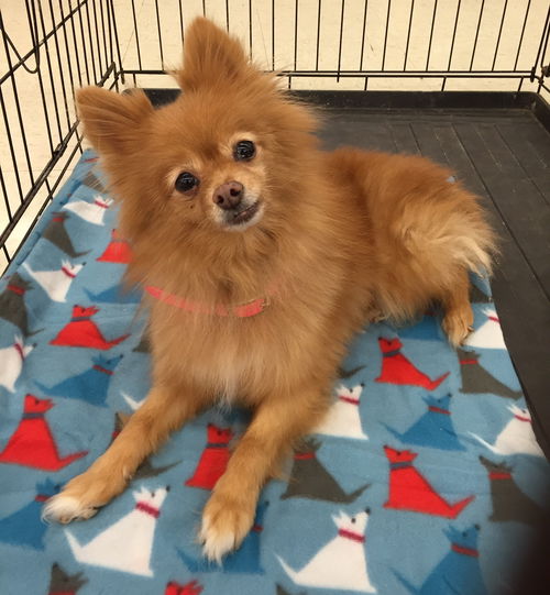 Apple (Pomeranian)