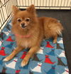 Apple (Pomeranian)